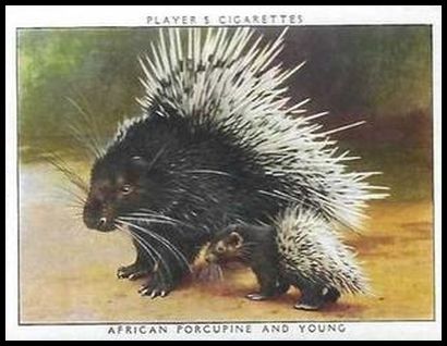 18 African Porcupine and Young